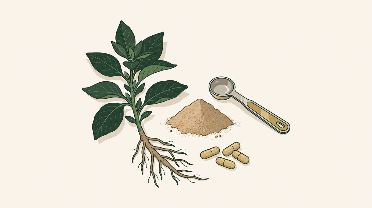 Ashwagandha (Withania somnifera): Wurzel, Pulver und Kapsel.