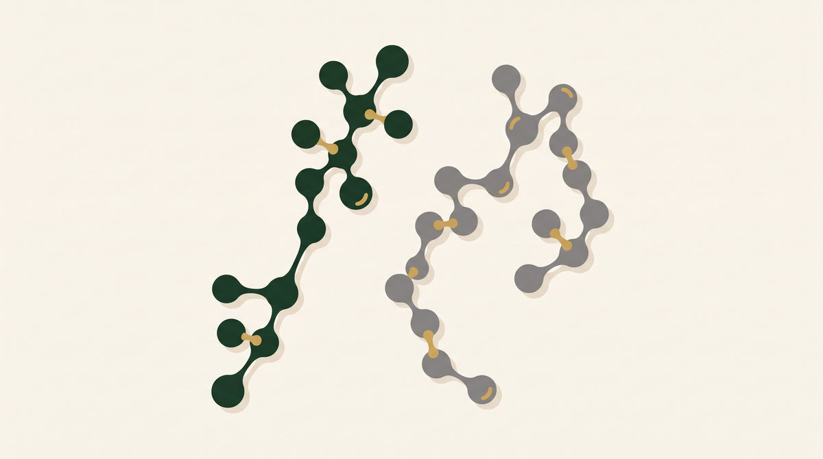 Vitamin K2 als MK-7: die gestreckte all-trans-Form im Vergleich zur gebogenen cis-Form.